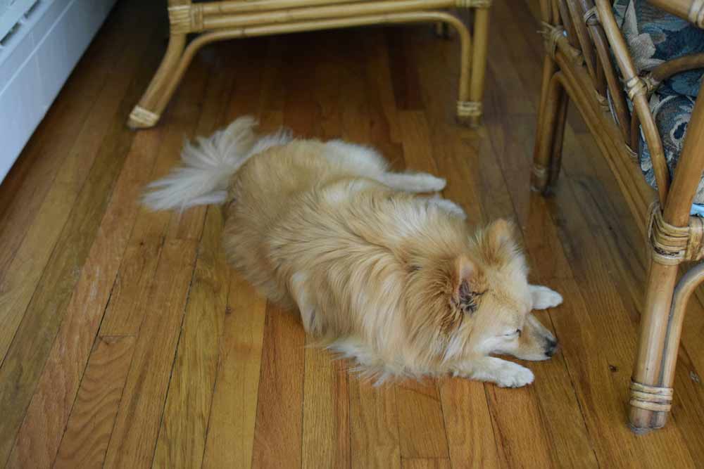 Pet-friendly flooring options in Starke, FL—dog resting on hardwood floor, illustrating the need for durable, scratch-resistant, and easy-to-clean flooring that handles pet hair, moisture, and daily wear in humid environments.